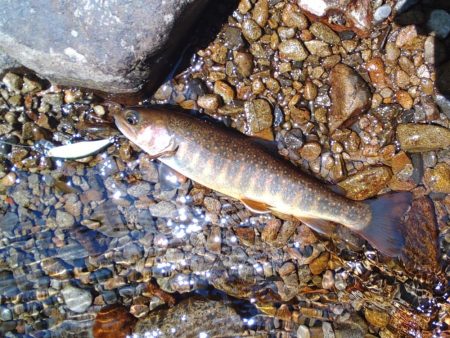 フライ名人といつもの谷へ ～長良川水系～